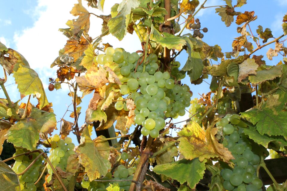 Autumn harvest sunlight