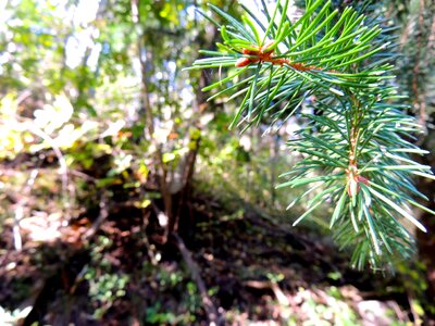 Forest tree branch photo