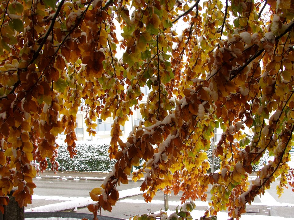 Fall foliage snow october