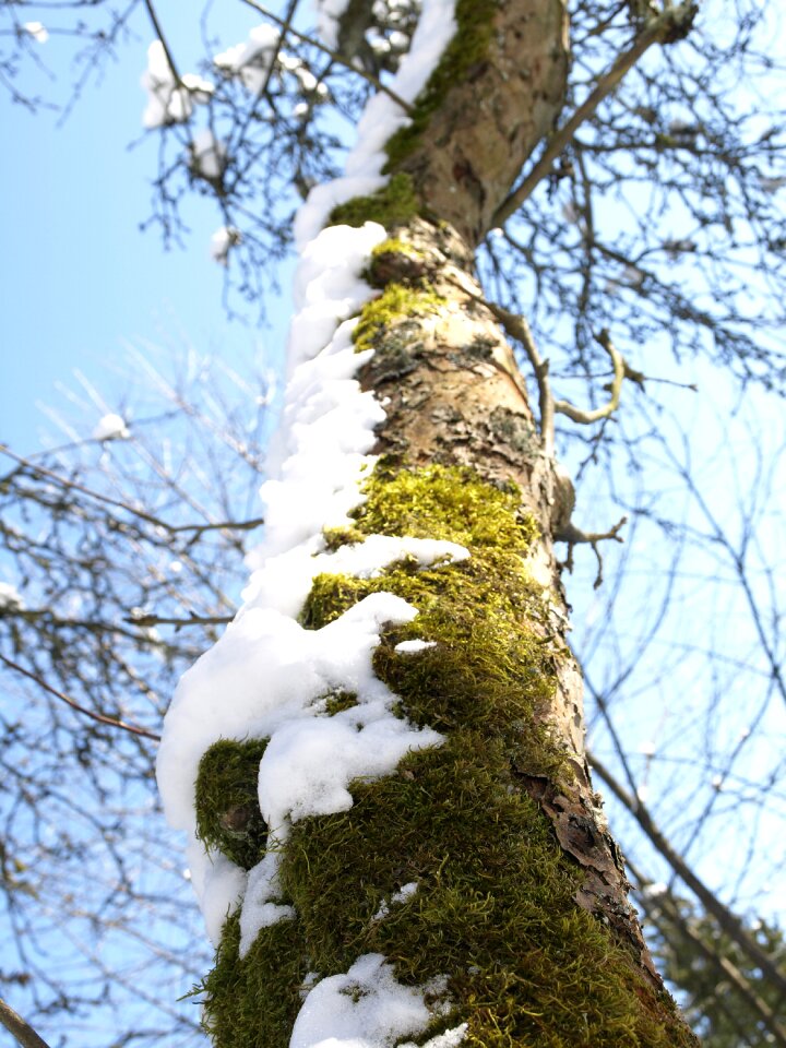 Snow log aesthetic