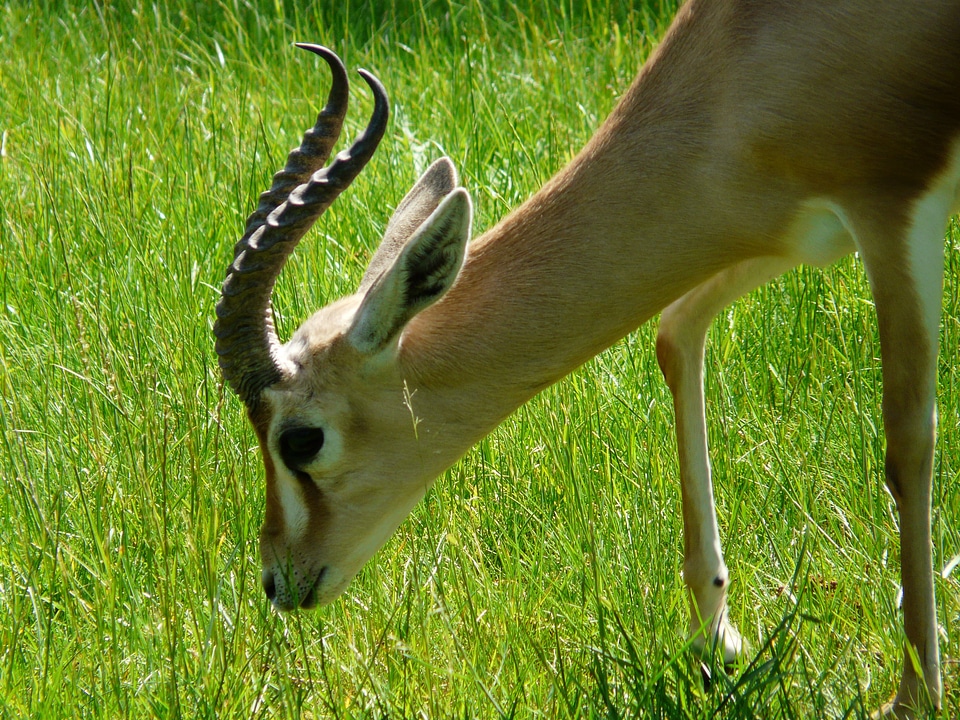 Horned africa savannah