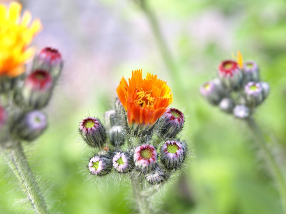 Blossom bloom plant