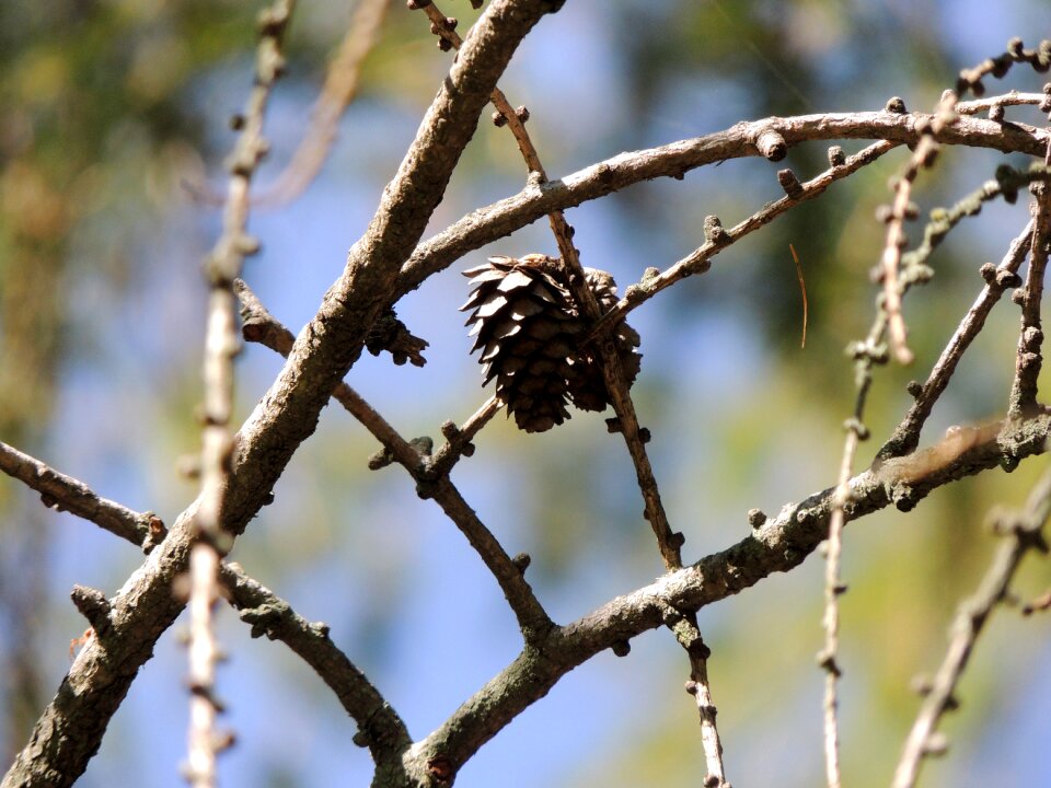 Branch autumn nature