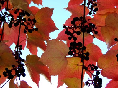 Autumn reddish leaves