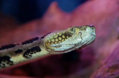 Reptile serpent creepy