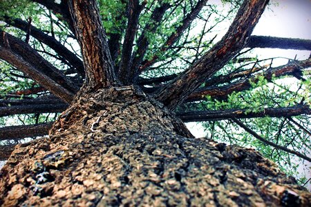 Bark wood green photo