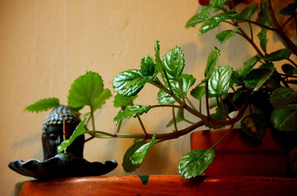 Green leaves flowerpot