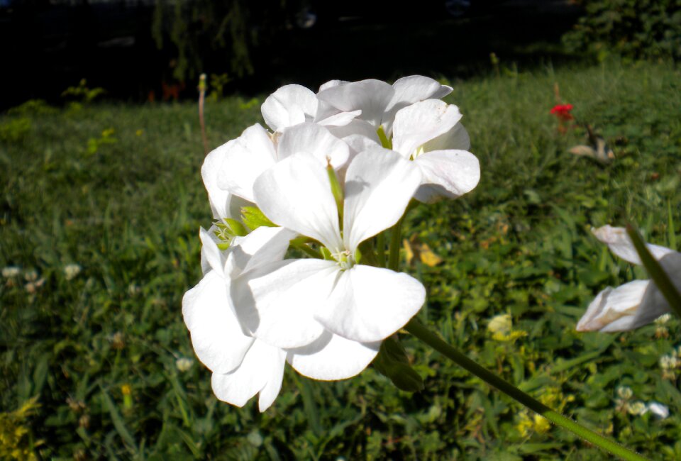 Gardening flowerbed plants