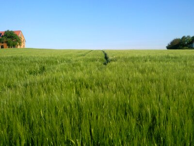 Field cereals nature