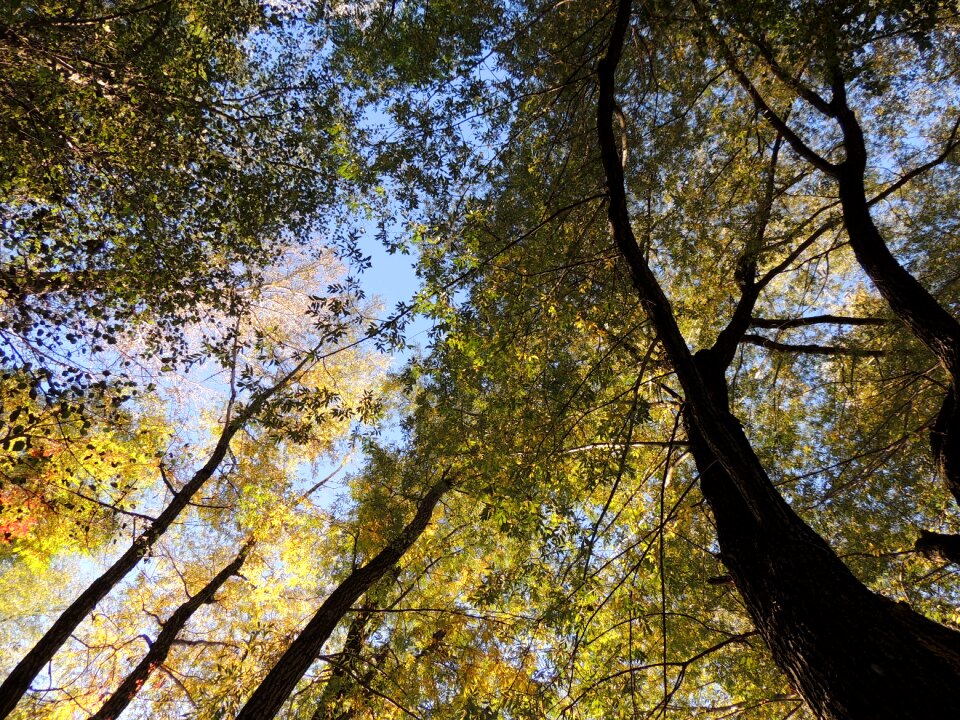 Forest trees autumn