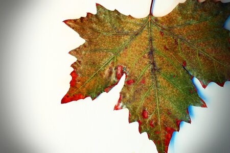 Autumn leaves leaves dry leaf photo
