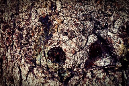 Tree bark tree texture photo