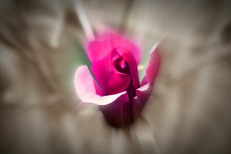 Flowers zoom flower zoom effect