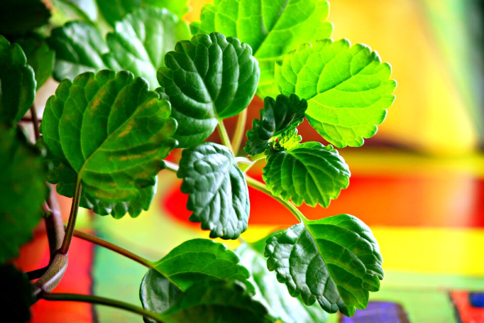 Green leaves flowerpot
