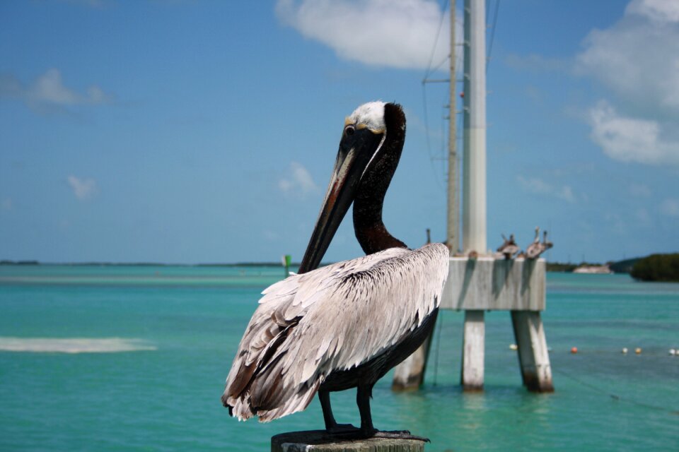 Nature water sea birds