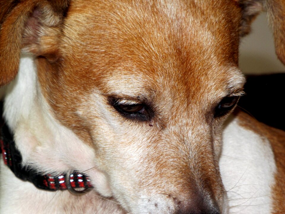 Portrait animal eyes