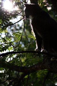 Feline tree cat in tree photo