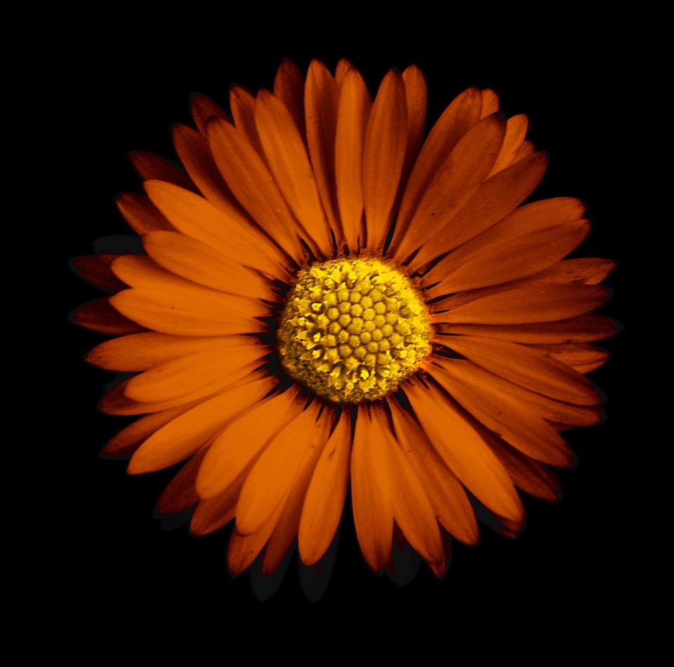 Wild flower daisies petal
