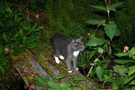 Animal kitty animals
