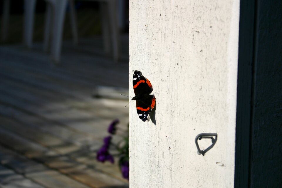 Animal insect butterflies