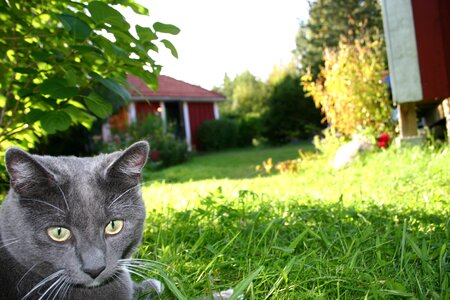 Animal kitty animals