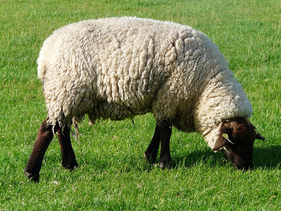 Rhön sheep dike meadow
