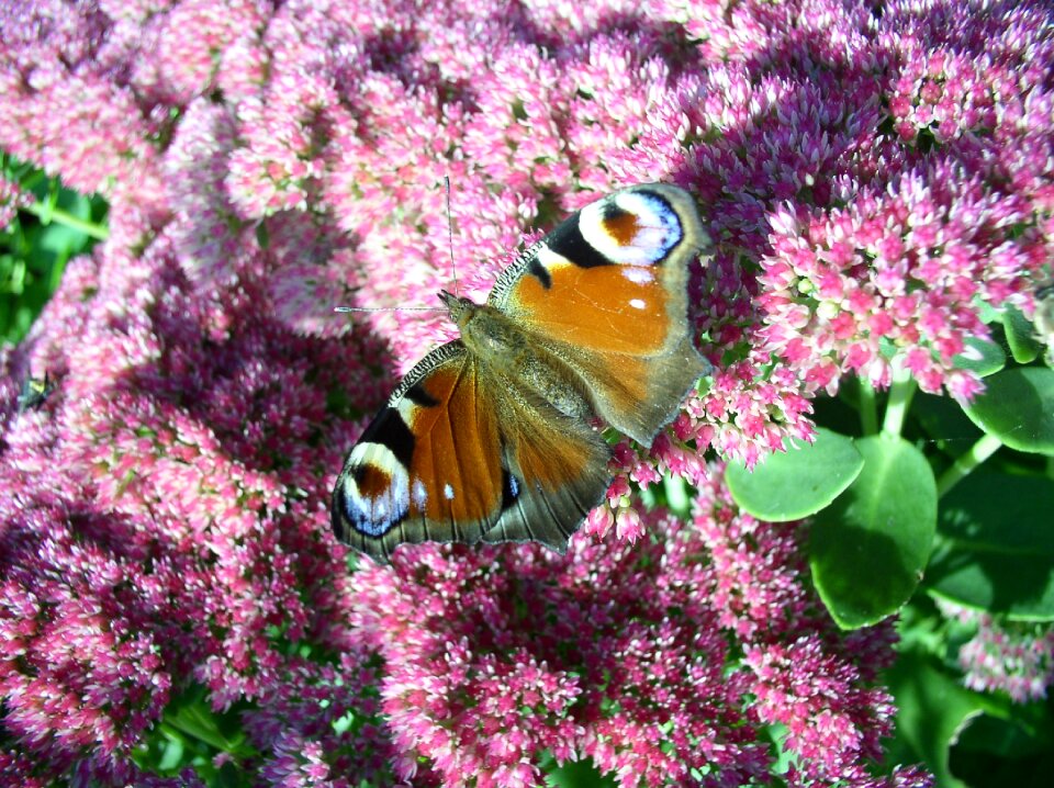 Butterfly bird flower