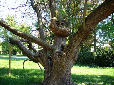 Nature park pillnitz