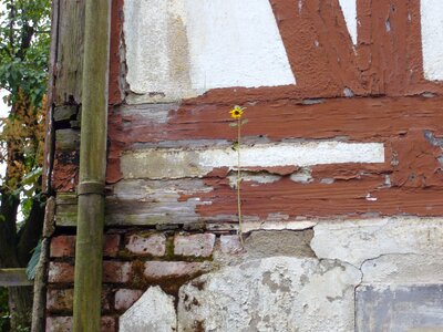 Old house flower