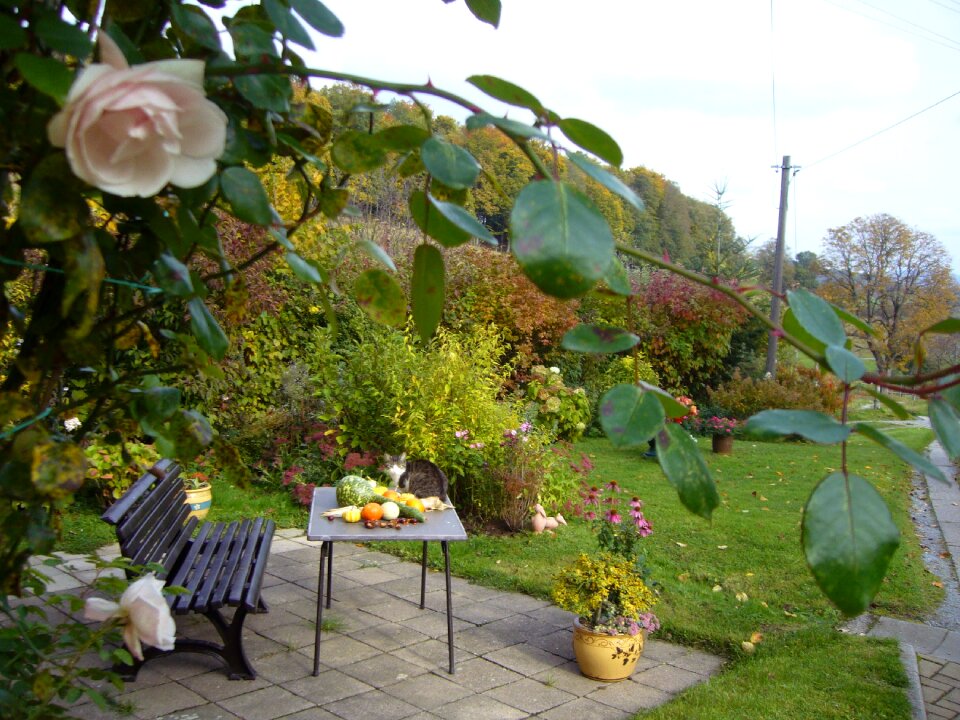 Autumn roses nature