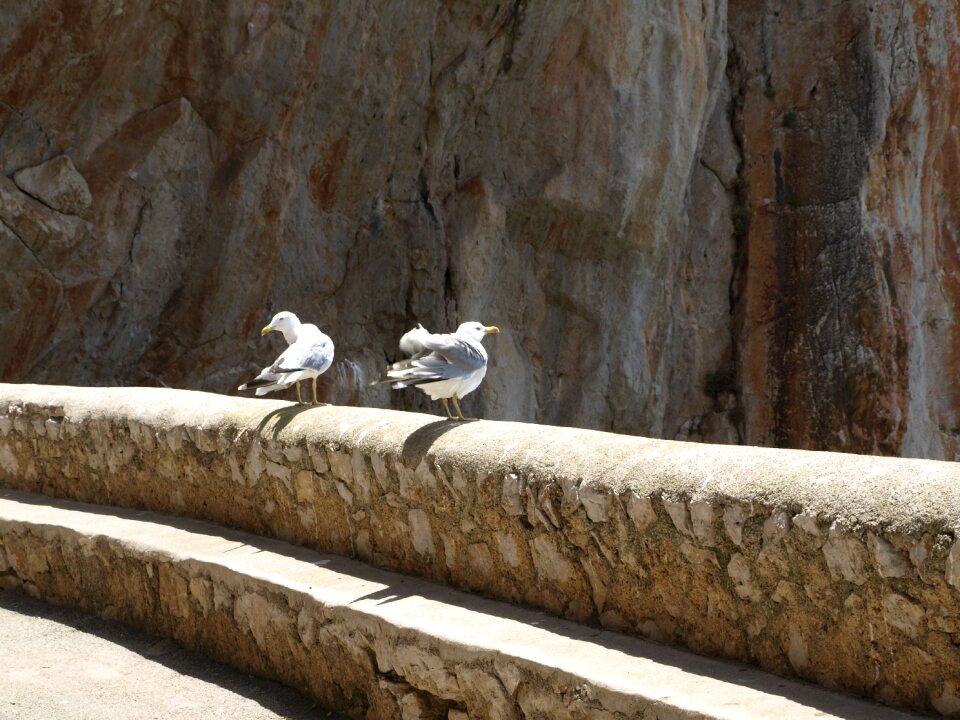Waterfowl nature sea