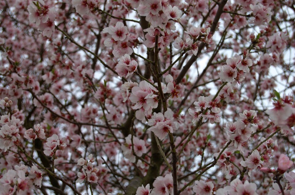 Spring cherry blossom pink