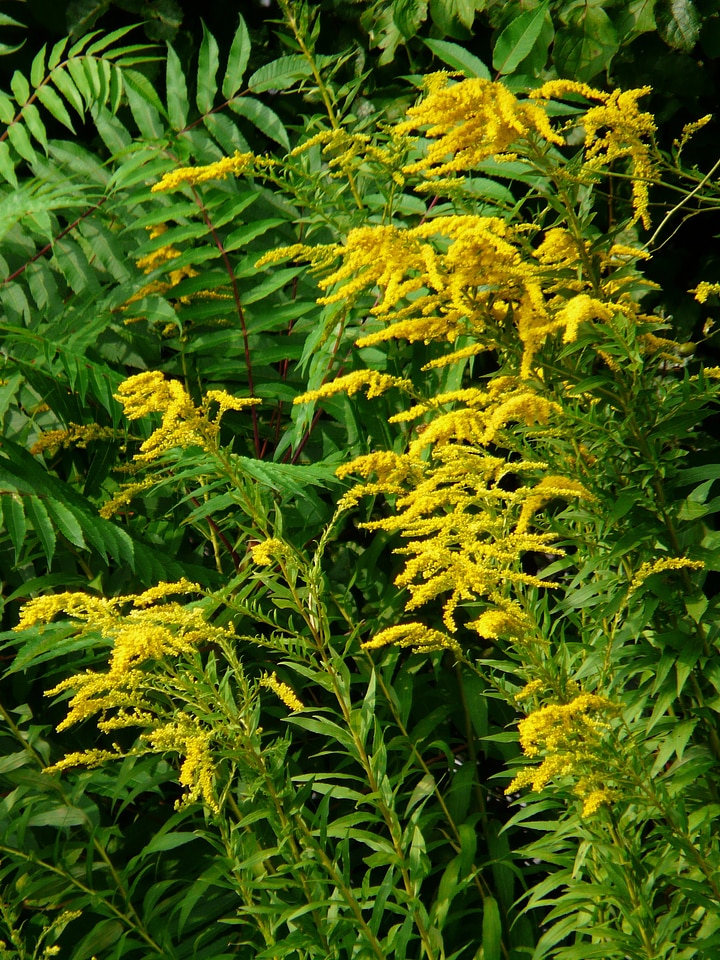 Plant yellow solidago canadensis