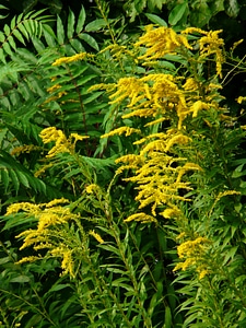 Plant yellow solidago canadensis photo