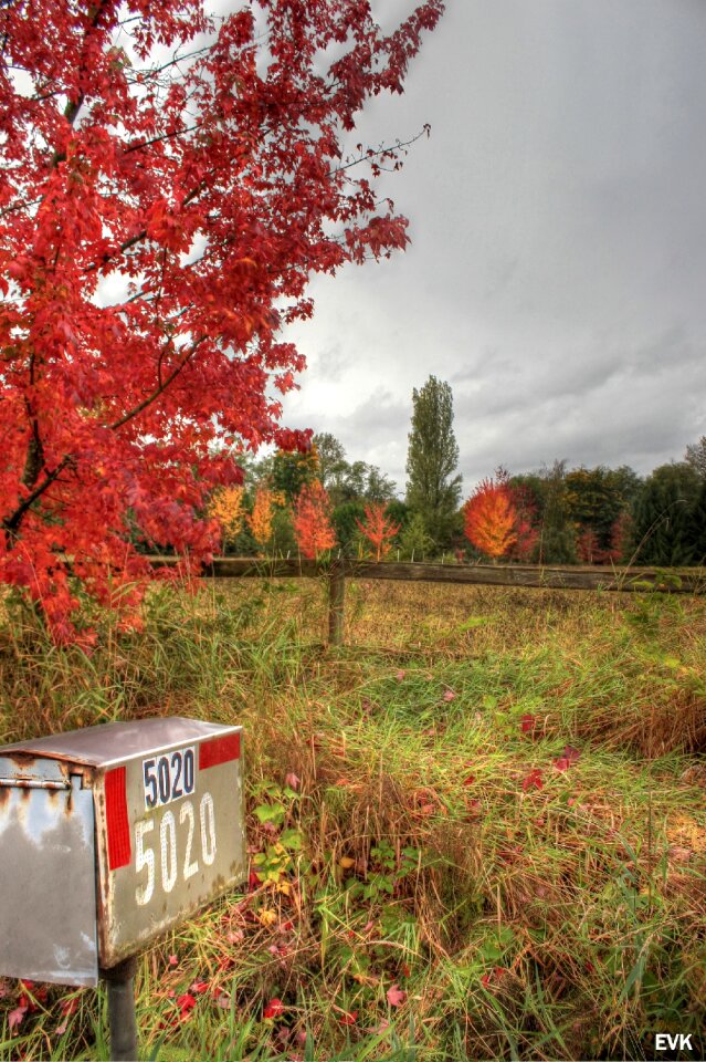 Trees sky autumn