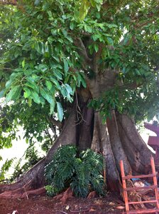 Figueira woody plant