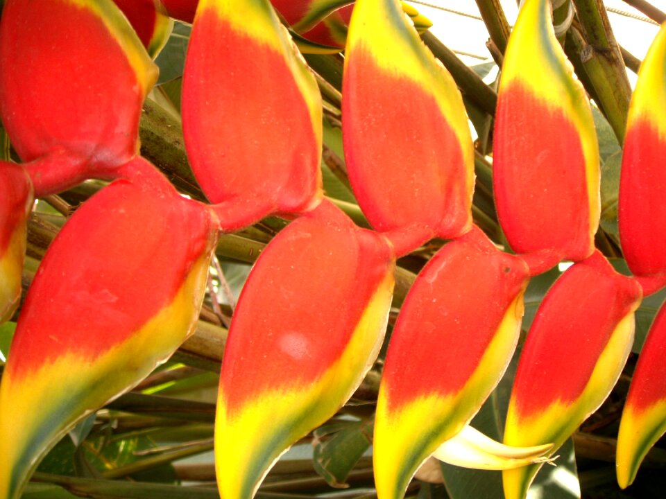 Flowers colored leaves colorful flowers
