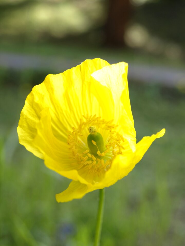 Bloom flower plant