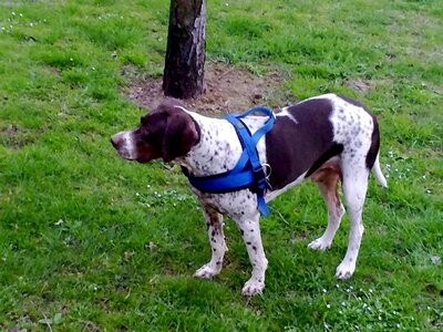 Dog pointer hunting dog