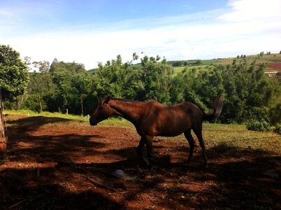 Animals horse head nature