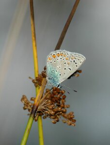 Schmetterling butterflies bug