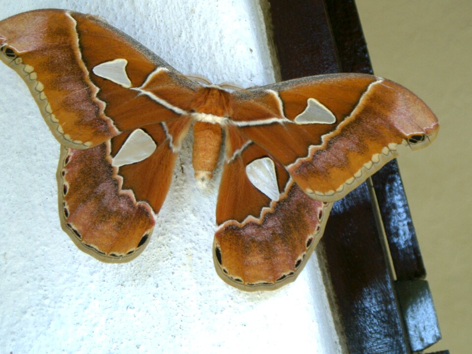 Nature insects animals