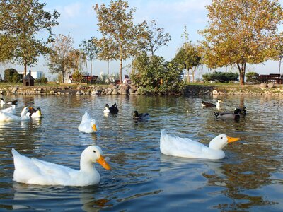 Duck resting place peace