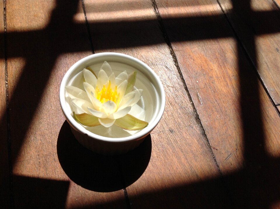 Flower yellow shadow