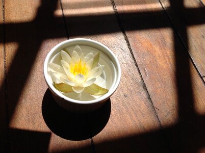 Flower yellow shadow