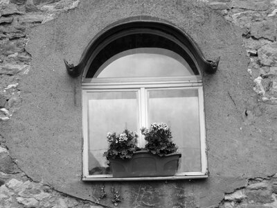 Black and white plant glass photo