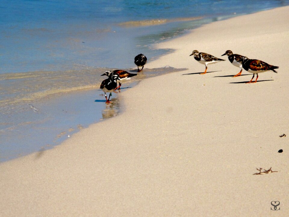 Animals sand beach