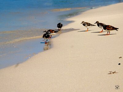 Animals sand beach photo