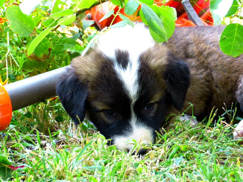 Sleepy cute pet