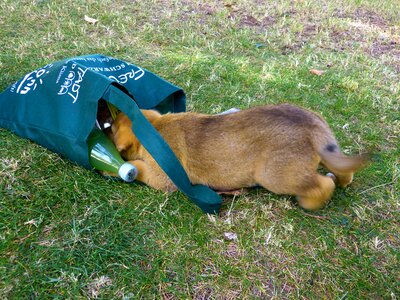 Cute pet animal